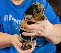 Silver Dapple Male, a male Dachshund for sale in Branson West, MO – 6 of 6