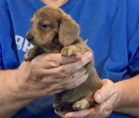 Blue Brindle Long Hair Male #2, a male Miniature Dachshund for sale in Branson West, MO – 2 of 7