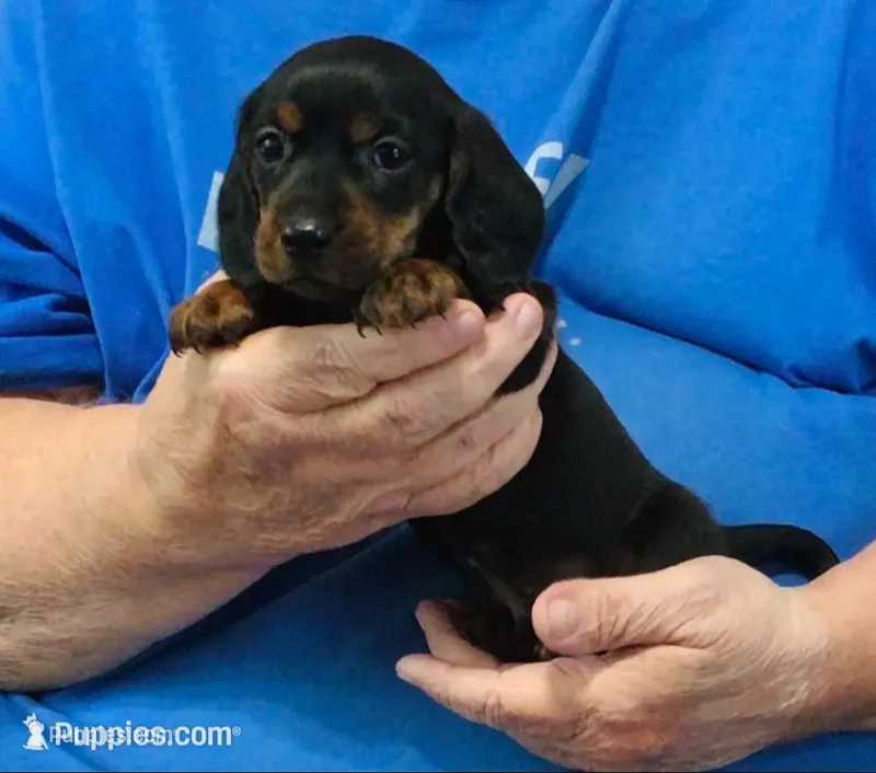 Black/Tan Male – Dachshund, Miniature Dachshund puppy for sale in Branson West, MO
