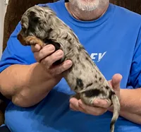 Silver Dapple Male L/H, a male Dachshund and Miniature Dachshund for sale in Branson West, MO – 6 of 9