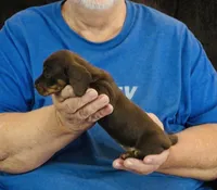 Chocolate/Tan Female, a female Miniature Dachshund for sale in Branson West, MO – 3 of 4