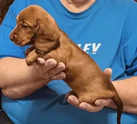 Red Dapple Male #1, a male Dachshund and Miniature Dachshund for sale in Branson West, MO – 5 of 10