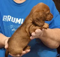 Red Dapple Male #1, a male Dachshund and Miniature Dachshund for sale in Branson West, MO – 6 of 10