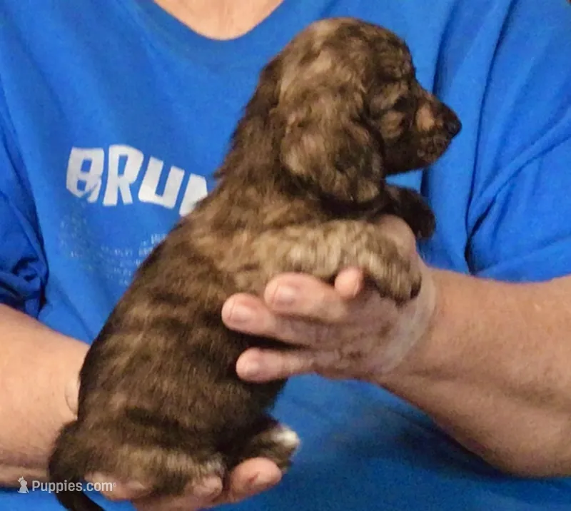 Dark Brindle Female – Miniature Dachshund puppy for sale in Branson West, MO