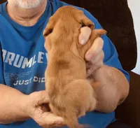 Red Dapple Male #1, a male Dachshund for sale in Branson West, MO – 6 of 9