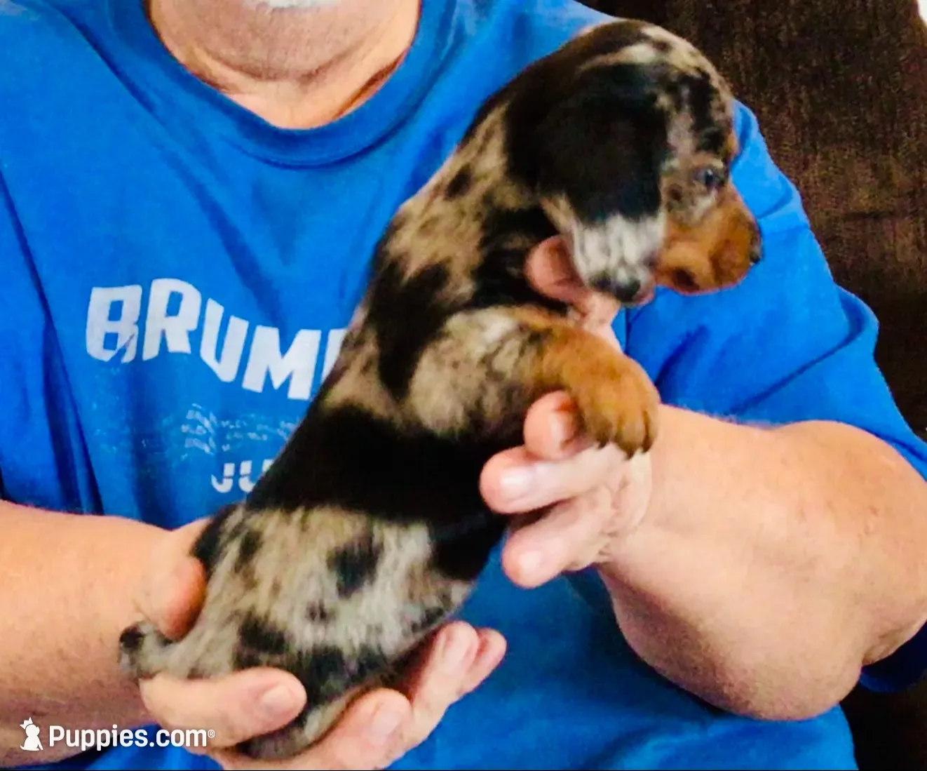 Silver Dapple Male, a male Dachshund for sale in Branson West, MO – 2 of 6