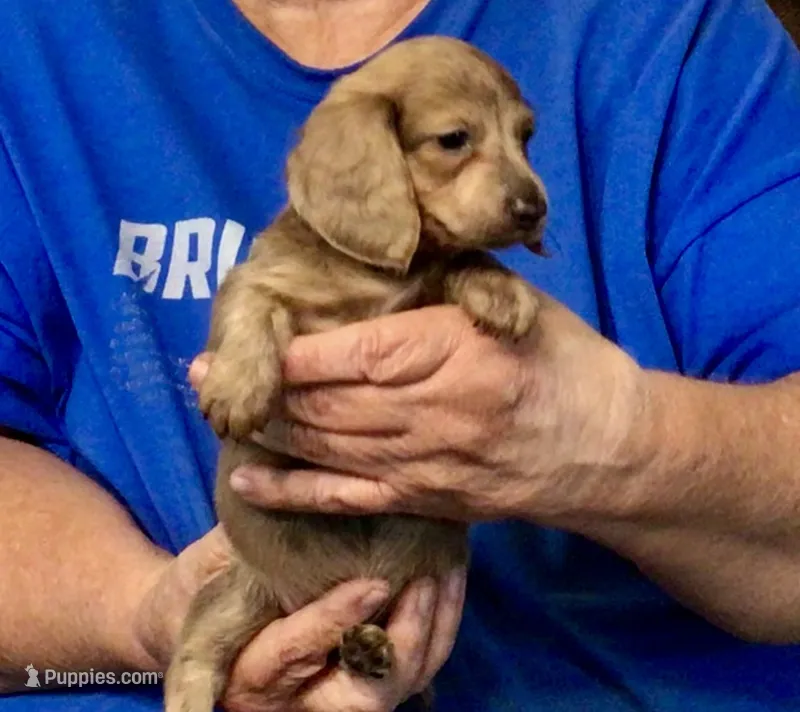 Brindle Long Hair Male #2 – Miniature Dachshund puppy for sale in Branson West, MO