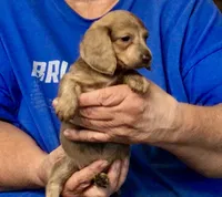 Brindle Long Hair Male #2, a male Miniature Dachshund for sale in Branson West, MO – 1 of 6
