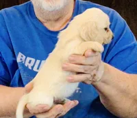 Cream Long Hair Male #1, a male Miniature Dachshund for sale in Branson West, MO – 4 of 6