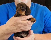 Chocolate/Tan Male , a male Miniature Dachshund for sale in Branson West, MO – 2 of 5