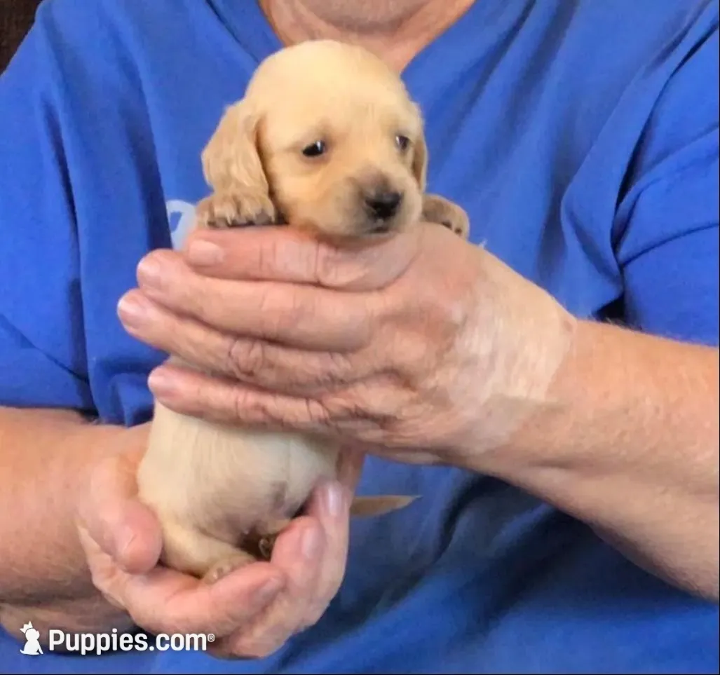 Cream L/H-Male #6., a male Miniature Dachshund for sale in Branson West, MO – Photo 2 of 3