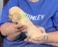 Cream L/H-Male #6., a male Miniature Dachshund for sale in Branson West, MO – Photo 3 of 3