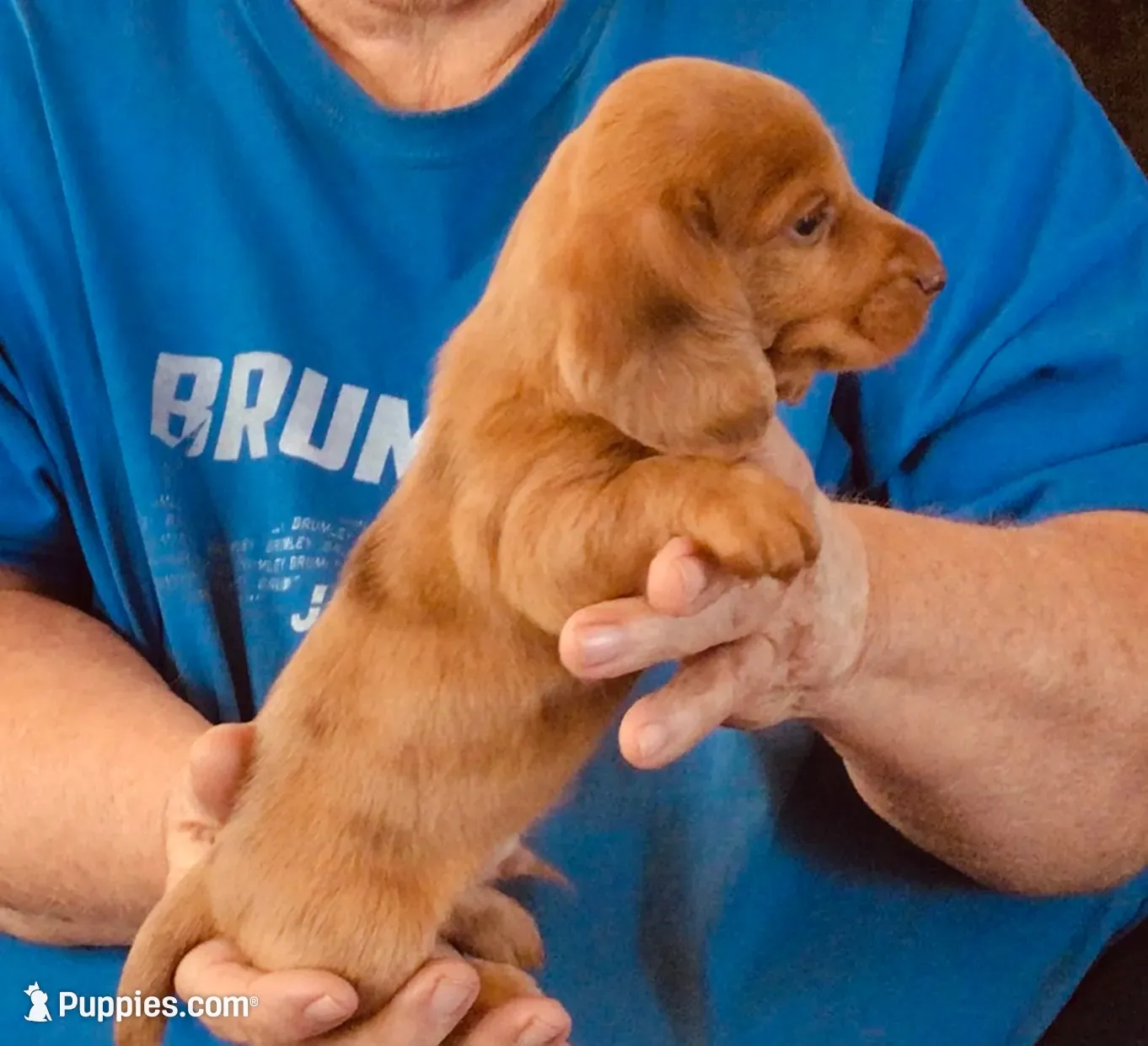 Red Dapple Male #3, a male Miniature Dachshund for sale in Branson West, MO – 1 of 6