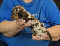 Chocolate Dapple Male #1, a male Miniature Dachshund for sale in Branson West, MO – 5 of 5
