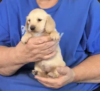Cream L/H-Male #2, a male Miniature Dachshund for sale in Branson West, MO – Photo 1 of 2