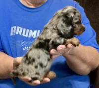 Silver Dapple Male L/H, a male Dachshund for sale in Branson West, MO – 1 of 9