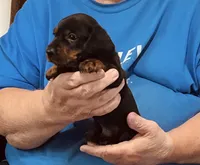 Black/Tan Male, a male Dachshund for sale in Branson West, MO – 5 of 6