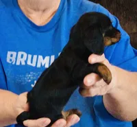 Black/Tan Female #2, a female Dachshund for sale in Branson West, MO – 4 of 6