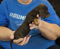 Chocolate/Tan Male #2, a male Miniature Dachshund for sale in Branson West, MO – 3 of 5