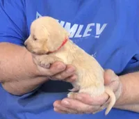 Cream L/H-Male #4, a male Dachshund for sale in Branson West, MO – Photo 1 of 3