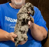 Silver Dapple Male L/H, a male Dachshund for sale in Branson West, MO – 4 of 9