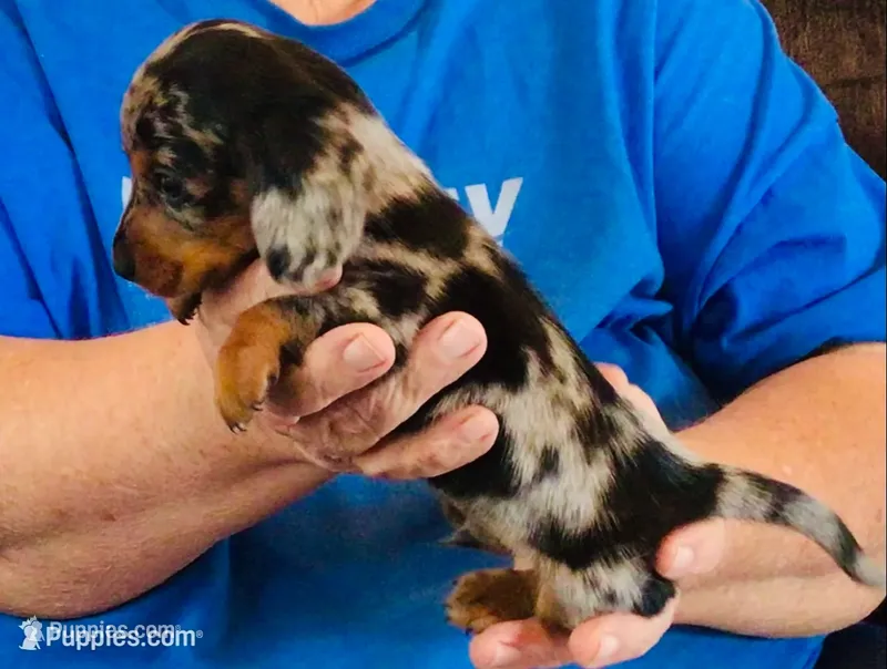 Silver Dapple Male – Dachshund puppy for sale in Branson West, MO
