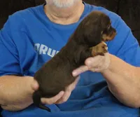 Chocolate/Tan Male #1, a male Dachshund for sale in Branson West, MO – 5 of 5