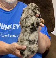 Silver Dapple Male L/H, a male Dachshund for sale in Branson West, MO – 9 of 9