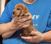 Red Dapple Male #2, a male Dachshund and Miniature Dachshund for sale in Branson West, MO – 5 of 10