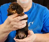 Chocolate/Tan Male , a male Miniature Dachshund for sale in Branson West, MO – 3 of 5