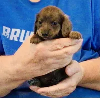 Blue Brindle Long Hair Male #1, a male Miniature Dachshund for sale in Branson West, MO – 3 of 5