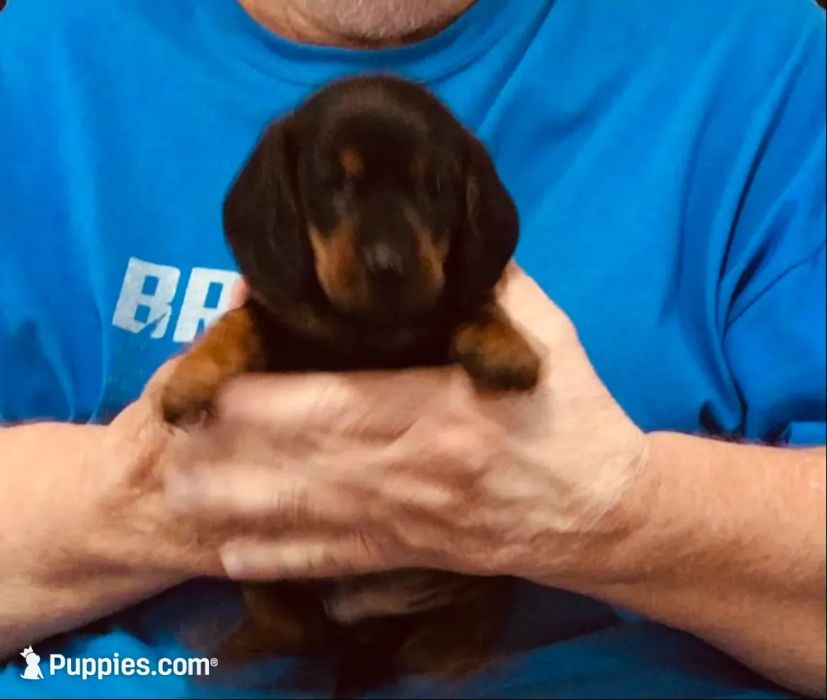Black/Tan Male, a male Miniature Dachshund for sale in Branson West, MO – 5 of 9