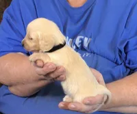 Cream L/H-Male #3 , a male Dachshund for sale in Branson West, MO – Photo 1 of 3
