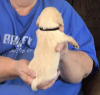 Cream L/H-Male #3 , a male Dachshund for sale in Branson West, MO – Photo 3 of 3