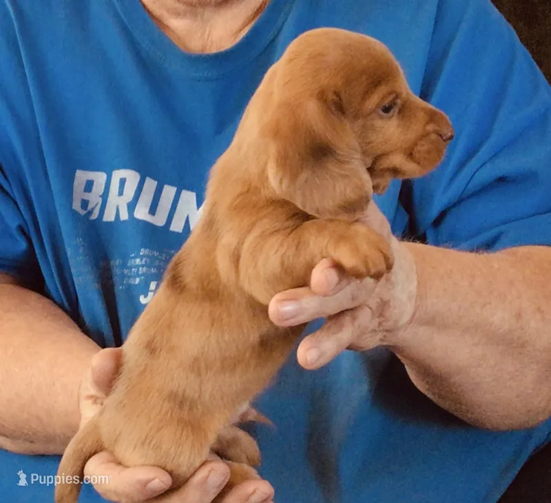 Red Dapple Male #3 – Dachshund puppy for sale in Branson West, MO