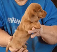 Red Dapple Male #3, a male Dachshund for sale in Branson West, MO – 1 of 6