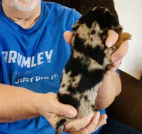 Silver Dapple Male, a male Miniature Dachshund for sale in Branson West, MO – 6 of 6