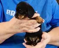 Black/Tan Female #1, a female Dachshund for sale in Branson West, MO – 6 of 6