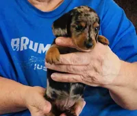 Silver Dapple Male, a male Dachshund for sale in Branson West, MO – 4 of 6