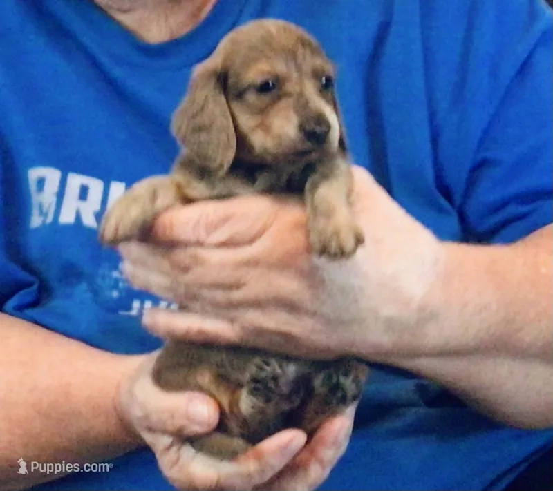 Blue Brindle Long Hair Male #2 – Miniature Dachshund puppy for sale in Branson West, MO