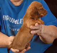 Red Male., a male Miniature Dachshund for sale in Branson West, MO – 4 of 5
