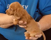 Red Dapple Male #3, a male Miniature Dachshund for sale in Branson West, MO – 6 of 6