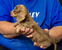 Brindle Long Hair Male #2, a male Miniature Dachshund for sale in Branson West, MO – 5 of 6