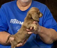 Brindle Long Hair Male #2, a male Miniature Dachshund for sale in Branson West, MO – 2 of 6