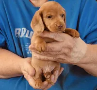 Red Dapple Male #3, a male Miniature Dachshund for sale in Branson West, MO – 3 of 6