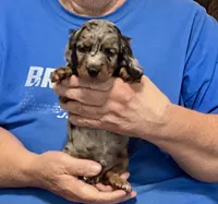 Silver Dapple Male L/H, a male Dachshund for sale in Branson West, MO – 7 of 9