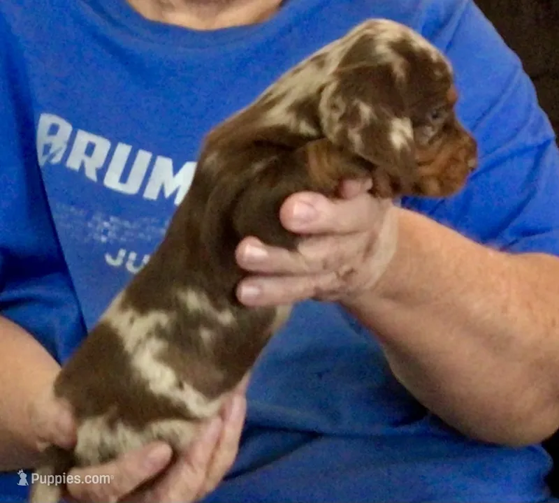 Chocolate Dapple Male #2 – Miniature Dachshund puppy for sale in Branson West, MO