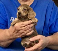 Brindle Long Hair Male #2, a male Miniature Dachshund for sale in Branson West, MO – 4 of 6