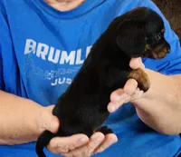 Black/Tan Female #1, a female Dachshund for sale in Branson West, MO – 5 of 6