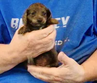 Blue Brindle Long Hair Male #1, a male Miniature Dachshund for sale in Branson West, MO – 5 of 5